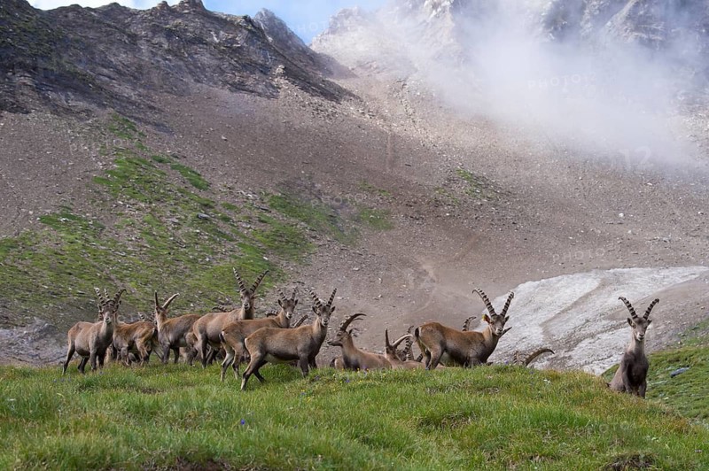 Alpine Ibex (Capra ibex) big group in alpine landscape, High Tauern, Carinthia, Austria
