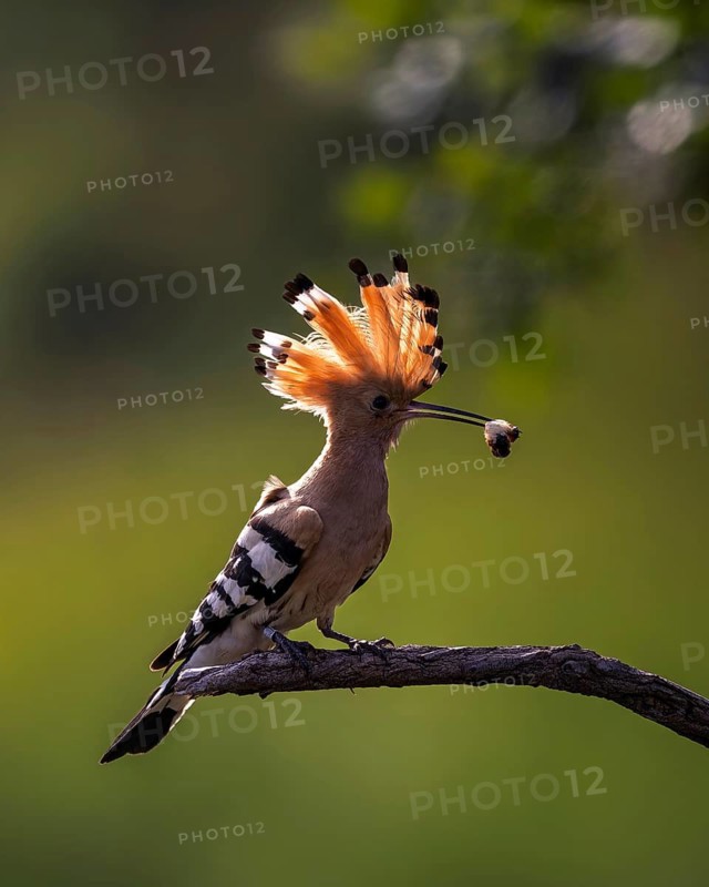 Hoopoe (Upupa epops) Bird of the Year 2022, male with caterpillar as a wedding present for the female, feeding, courtship feeding, erected bonnet, golden hour, backlight, sunlight, rising sun, Middle Elbe Biosphere Reserve, Saxony-Anhalt, Germany