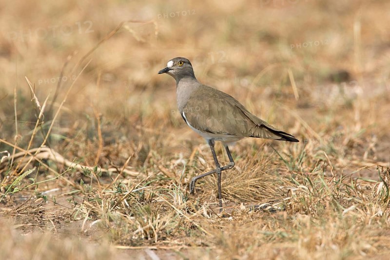 Senegal Lapwing (Vanellus lugubris) on field, Uganda