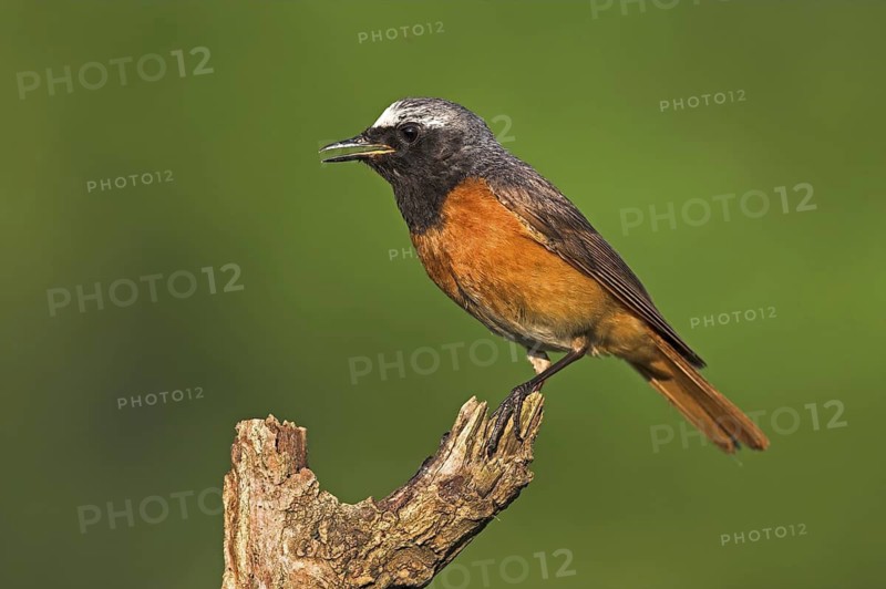 Common Redstart (Phoenicurus phoenicurus) male, Baden-Wuerttemberg, Germany