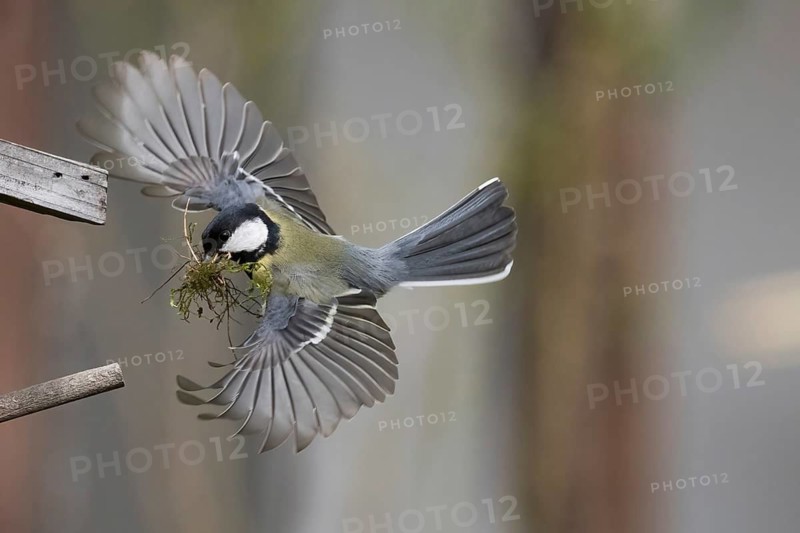 A great tit (Parus major) in flight with wings spread and moss in its beak for nest building, Hesse, Germany