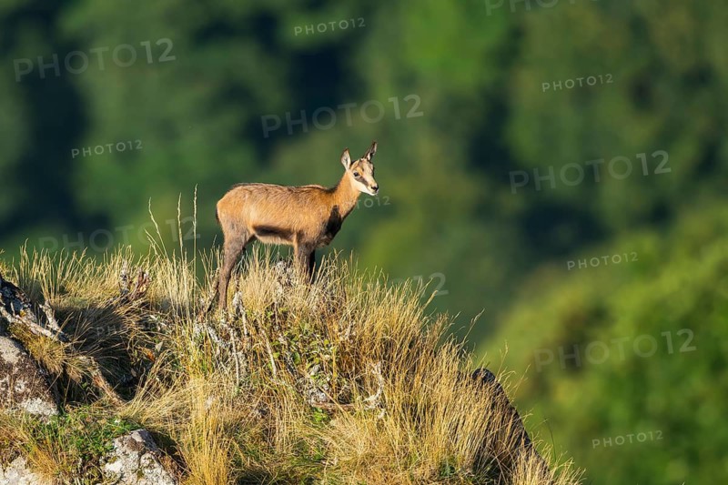 Chamois (Rupicapra rupicapra) youngster on a meadow in the Vosges Mountains, wildlife, France