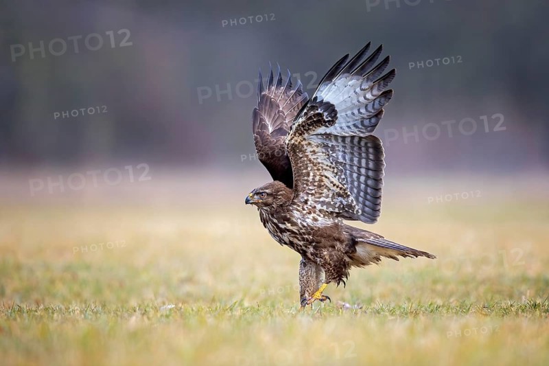 Common Buzzard (Buteo buteo), Saxony-Anhalt, Germany