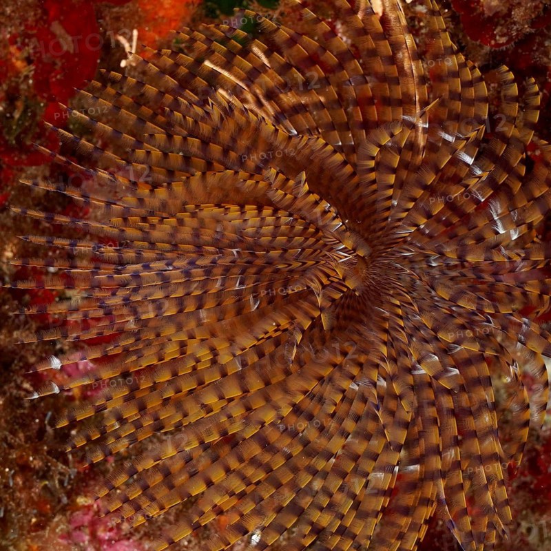 Close-up of a complex, spiral featherworm pattern of screwworms (Sabella spallanzanii) in warm colours, dive site peninsula Giens, Mediterranean Sea, Porquerolles, Provence, Côte d'Azur, France