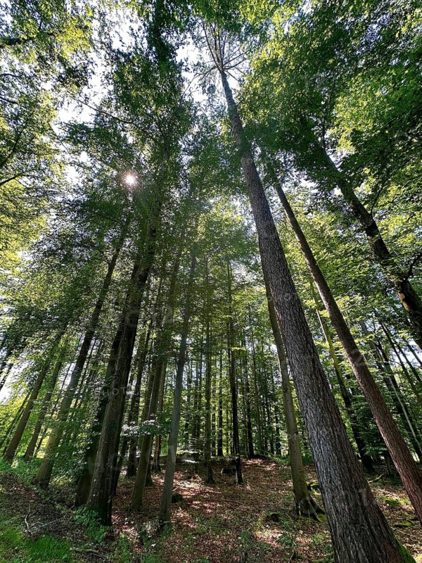 Sun-drenched deciduous forest