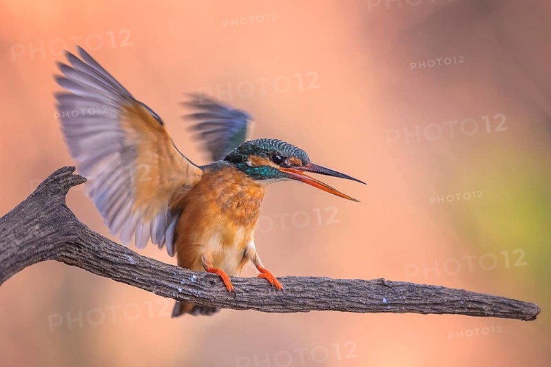 Common Kingfisher (Alcedo atthis) female, Saxony-Anhalt, Germany