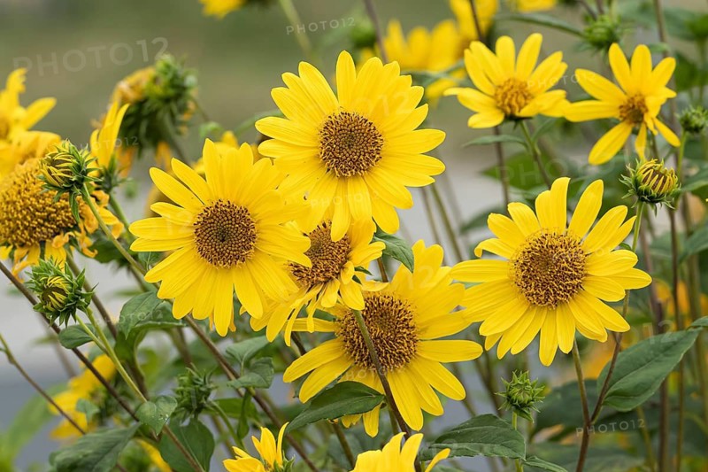 Perennial sunflower (Helianthus decapetalus 'Triomphe de Gand'), cross, Germany