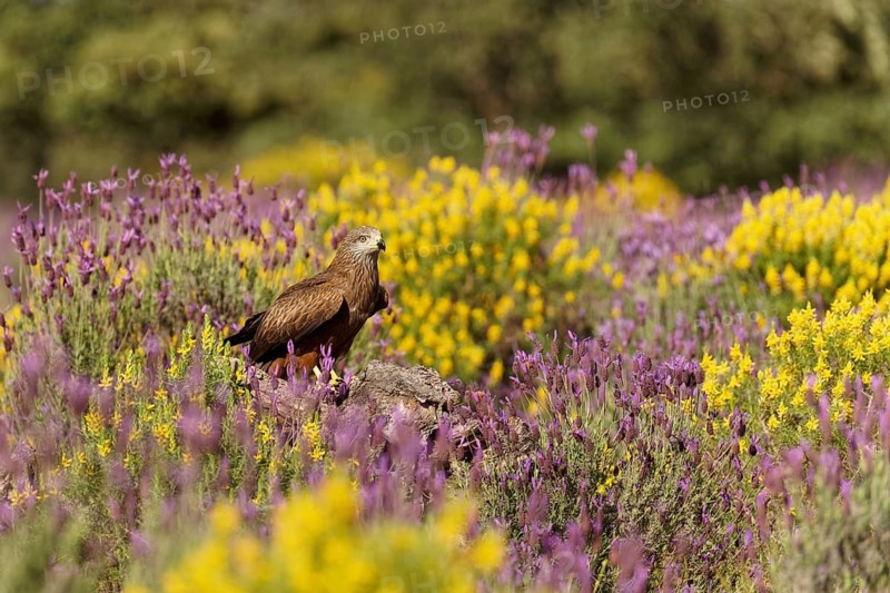 Black kite (Milvus migrans) in the maquis with crested lavender (Lavendula stoechs) and broom, Castilla-La Mancha, Spain