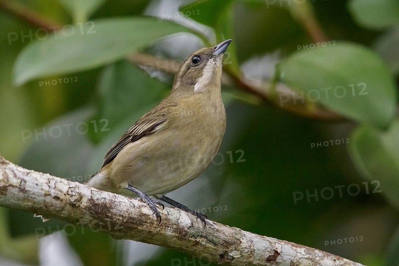 Western Spindalis (Spindalis zena) perched on a branch in Cuba