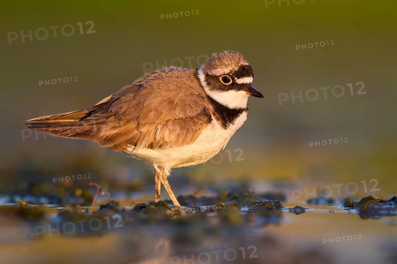 Little Ringed Plover (Charadrius dubius) foraging in the mud, Poland