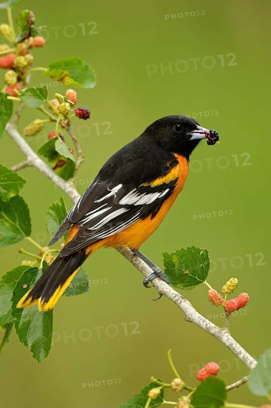 Baltimore Oriole (Icterus galbula) male, Texas, USA