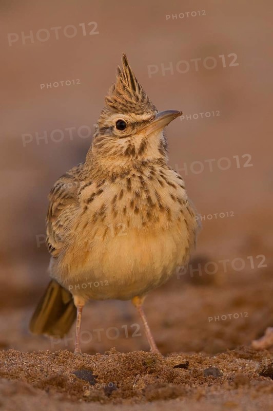 Maghreb Lark - Maghreb Lerche - Galerida macrorhyncha, ssp. macrorhyncha, Morocco, adult