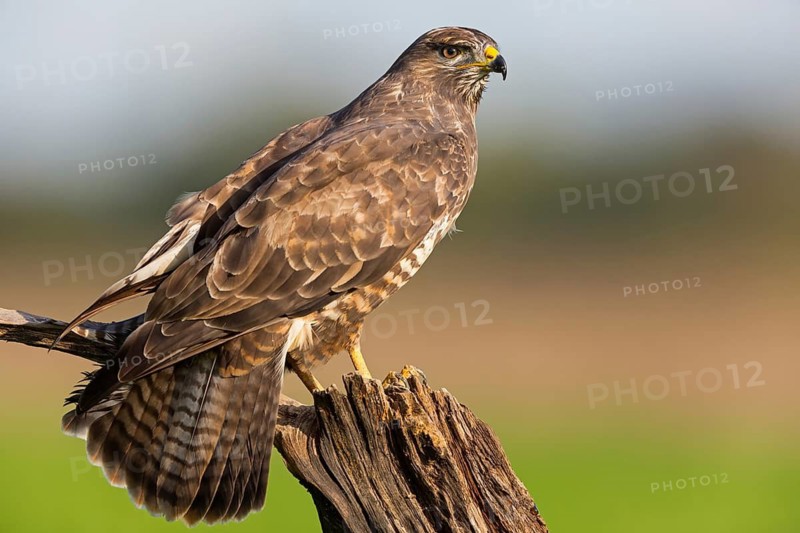 Mäusebussard, Common Buzzard, Buzzard, Eurasian Buzzard, Buteo buteo, Buse variable, Busardo Ratonero