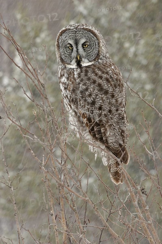 Great Grey Owl (Strix nebulosa), Maine, USA