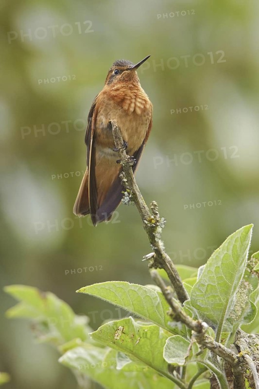 Shining Sunbeam (Aglaeactis cupripennis), Ecuador