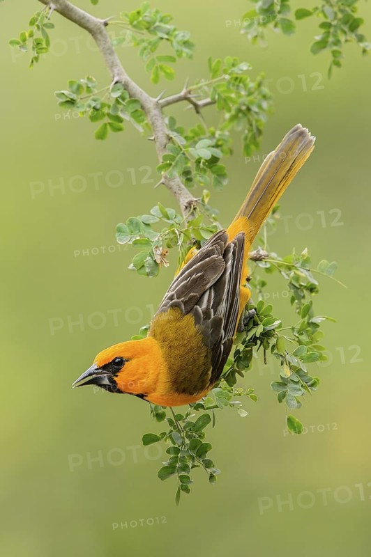 Altamira Oriole (Icterus gularis) male, Texas, USA