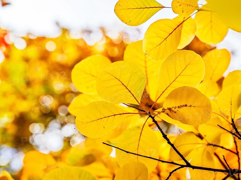 The color of autumn trees and leaves, Bodnant Garden, Conwy River, Colwyn Bay, Conwy, Wales, United Kingdom