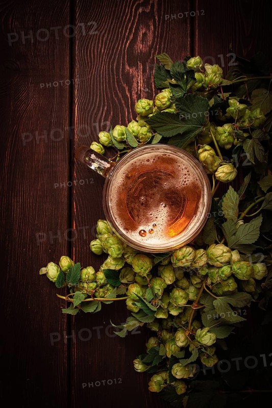 A mug of beer, on a wooden table, with a branch of fresh hops, rustic, no people