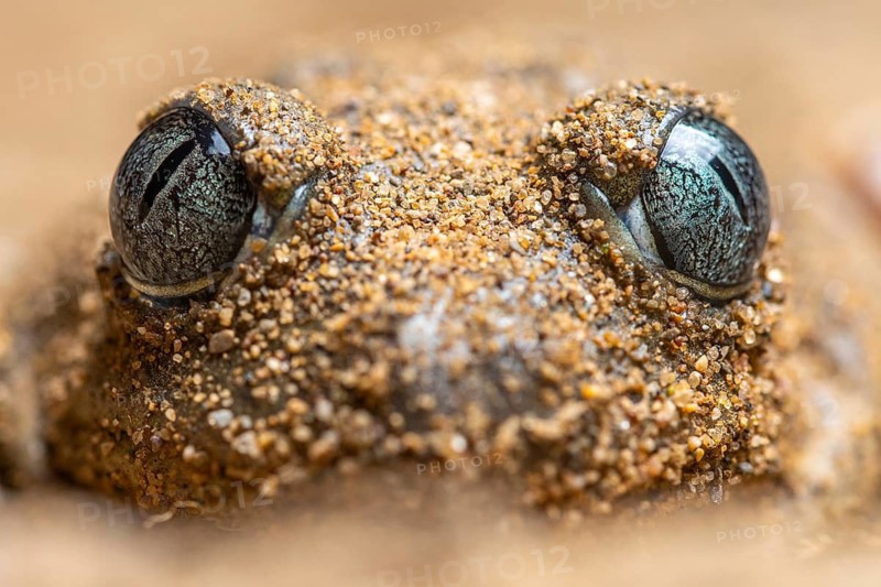 A detailed close-up of a common spadefoot toad, Pelobates cultripes, camouflaged with sand, revealing its textured skin and prominent eyes
