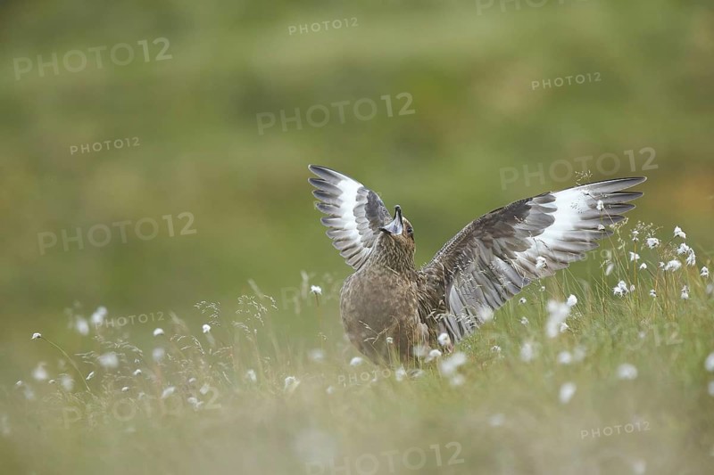 Great Skua (Stercorarius skua) calling, Dovrefjell, Norway