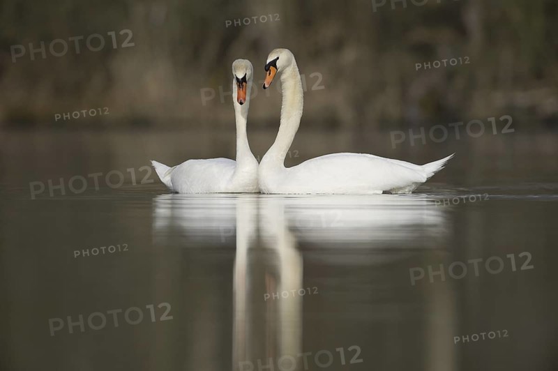 Mute Swan (Cygnus olor), Saxony, Germany