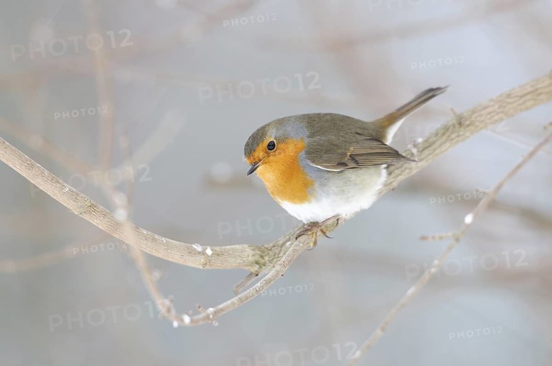 European Robin (Erithacus rubecula), Thuringia, Germany