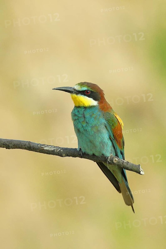 Bee-eater (Merops apiaster) sitting on a branch, side view, Rhineland-Palatinate, Germany