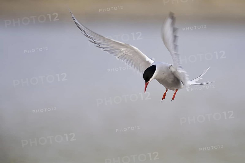 Common Tern (Sterna hirundo) flying, Texel, Netherlands
