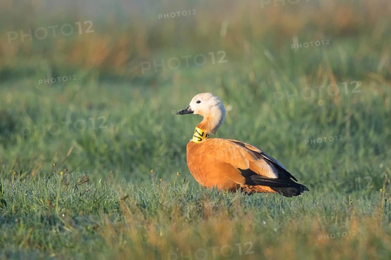 Ruddy Shelduck (Tadorna ferruginea) ringed female, North Rhine-Westphalia, Germany