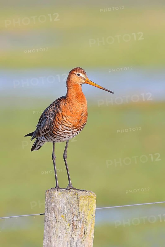 Black-tailed godwit (Limosa limosa) standing on a post, snipe birds, wildlife, nature photography, Ochsenmoor, Lake Dümmer, Lower Saxony, Germany