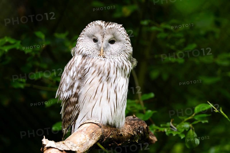 Ural owl (Strix uralensis) sitting on a branch, Bavaria, Germany