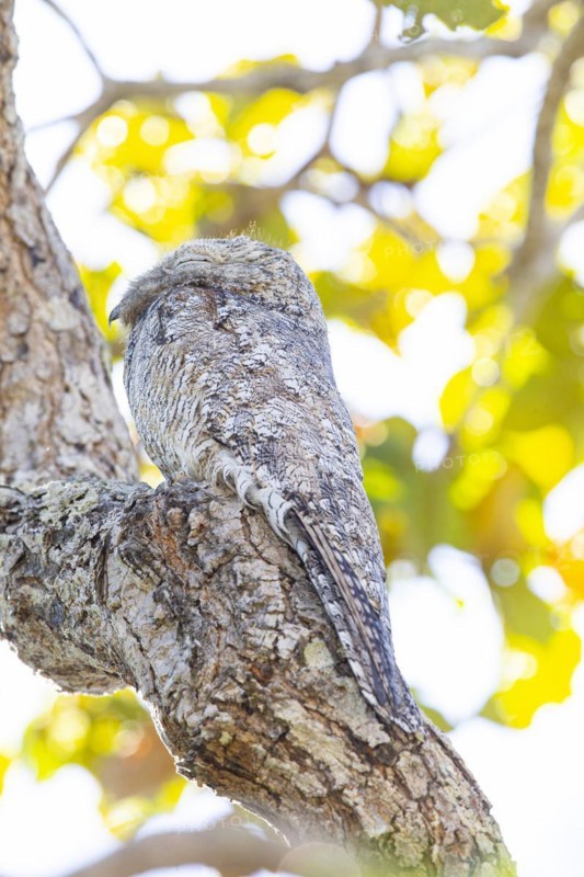 Great potoo (Nyctibius grandis) Pantanal Brazil