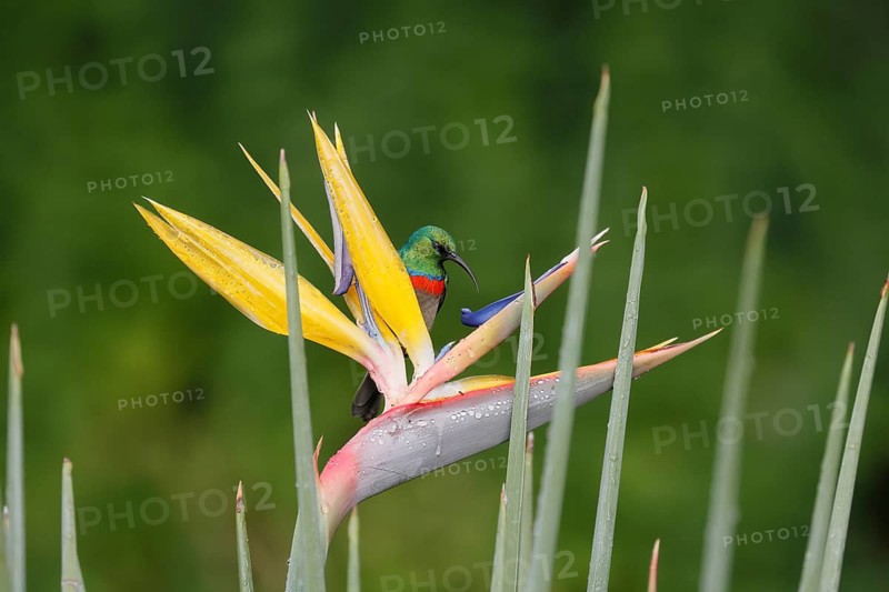 Double-banded Sunbird (Cinnyris afer), adult, on flower, foraging, Strelitzia, Kirstenbosch Botanic Gardens, Cape Town, South Africa