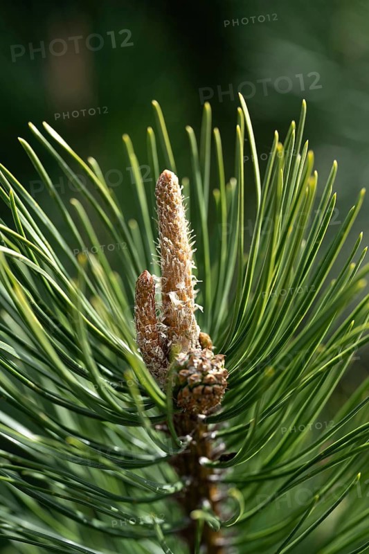 Detailed close-up of a dwarf pine showcasing its vibrant green needles and developing cones. The intricate texture and natural hues highlight the beauty of this resilient plant