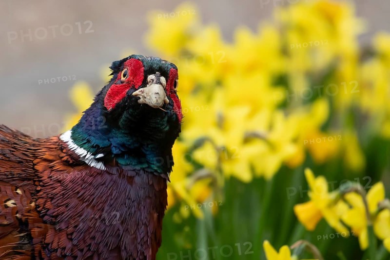 Common pheasant (Phasianus colchicus) adult male game bird head portrait, England, United Kingdom