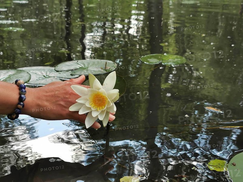 Hand holding a water lily (nymphaea) over water with reflections, Spreewald Biosphere Reserve