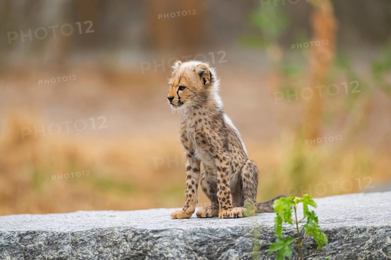 Cheetah (Acinonyx jubatus) youngster sitting on a rock, captive, occurrence Africa