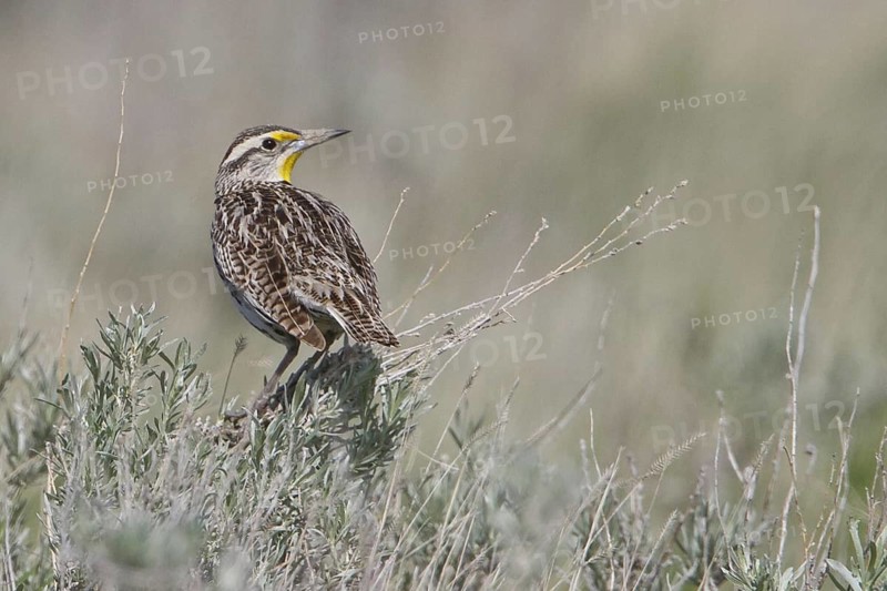 Western Meadowlark (Sturnella neglecta), Alberta, Canada