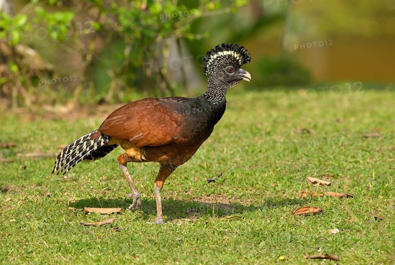 Female Great Currasow (Crax rubra) - at Laguna Lagarto Lodge near Boca Tapada, Costa Rica