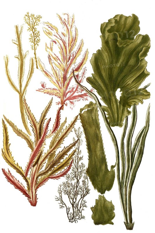 Botany, plants, lithophyton, various variants, genus of soft corals in the family Nephtheidae