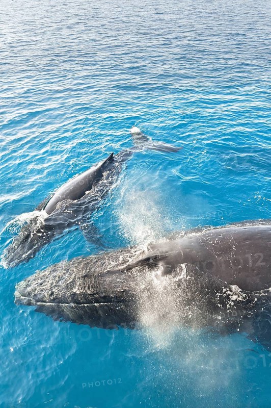 Mother and Calf Humpback Whales surfacing and exhaling, Hervey Bay, Queensland, Australia