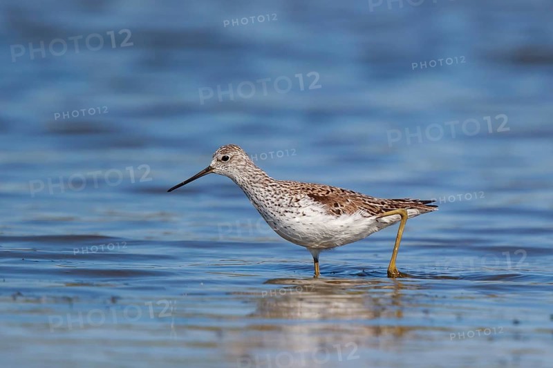 Marsh Sandpiper (Tringa stagnatilis) foraging, Lesvos, Greece