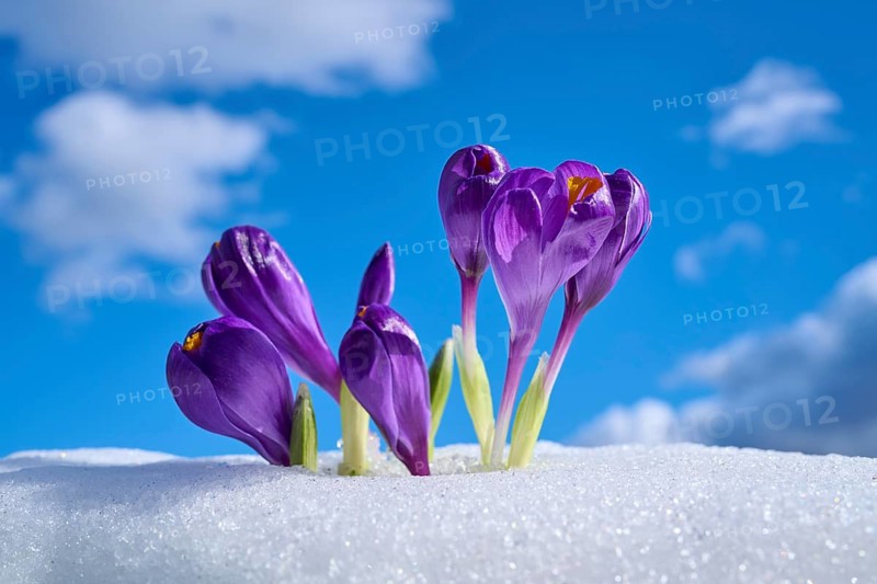 Purple crocuses break through snowy ground under clear blue sky, spring, Bavaria, Germany