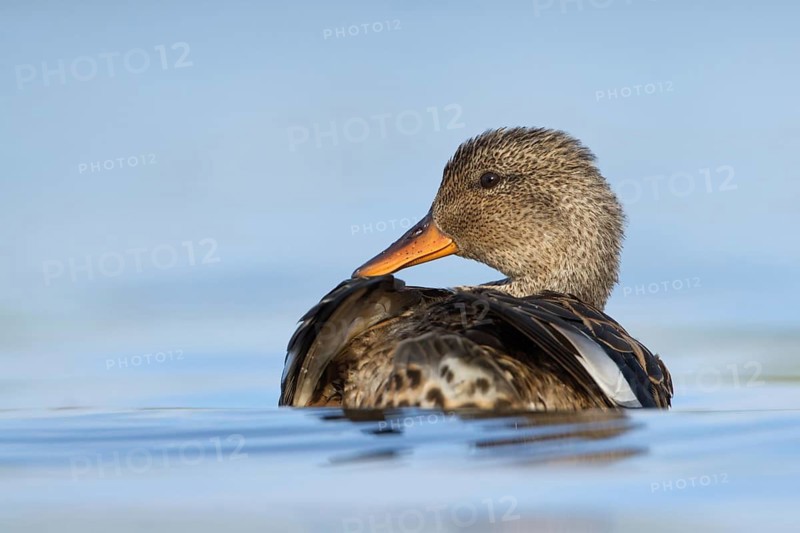 Northern Shoveler (Spatula clypeata) female, Utrecht, Netherlands
