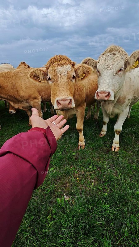 A human reaches out to an attentive cow (bos Taurus) in a meadow, Franconian Forest nature park Park