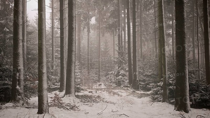 A peaceful winter forest with tall, snow-covered trees, hiking on the Rennsteig in winter, Frankenwald nature park Park