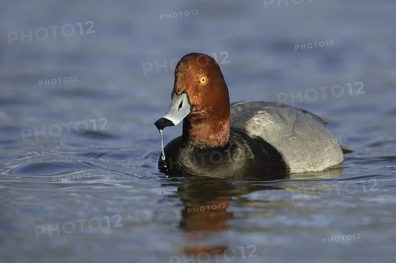Redhead (Aythya americana) male, Arizona, USA