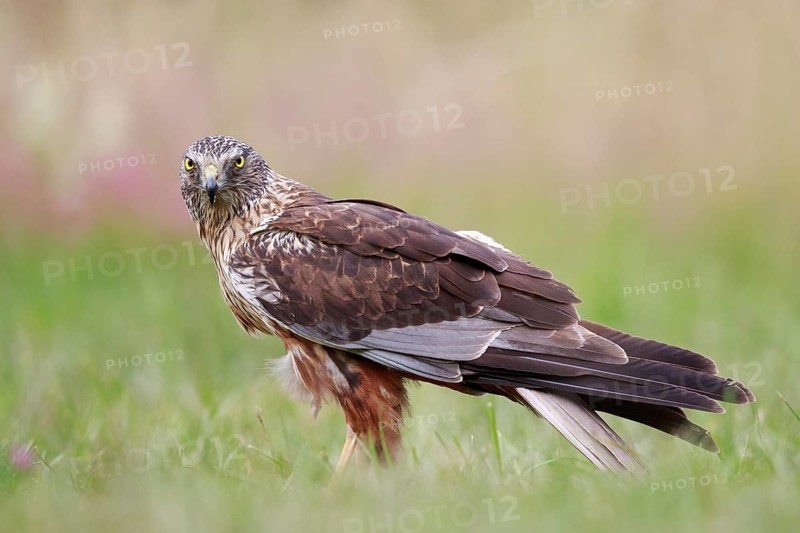 Western Marsh Harrier (Circus aeruginosus) male on grassland, Poland