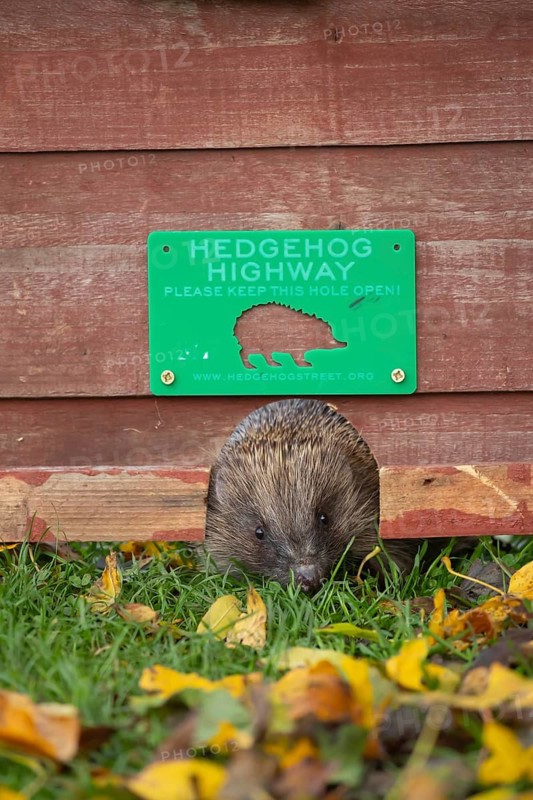 European hedgehog (Erinaceus europaeus) adult animal walking through a hole in a garden fence with a hedgehog sign, Suffolk, England, United Kingdom