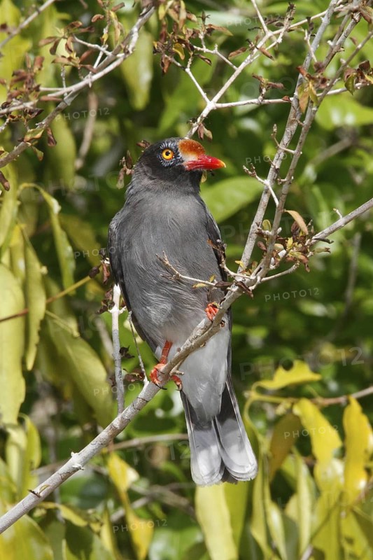 Chestnut-fronted Helmetshrike (Prionops scopifrons), Sokoke Forest, Kenya